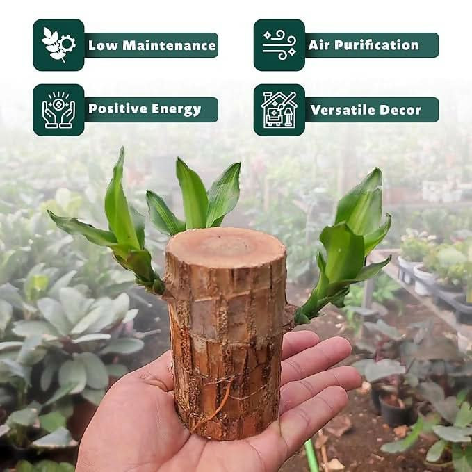 Brazillian Wood Lucky Bamboo Plant Indoor